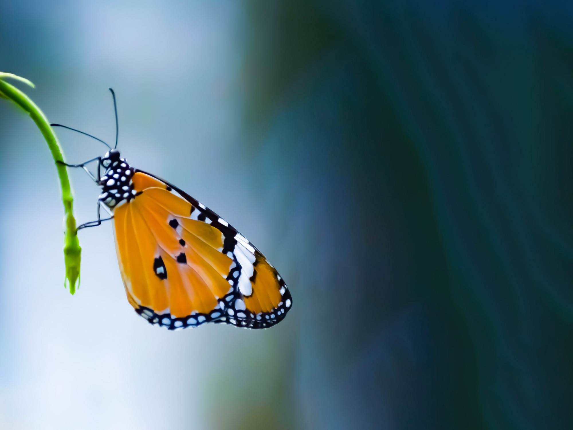 Technik - Schmetterlinge – Flugmagier?