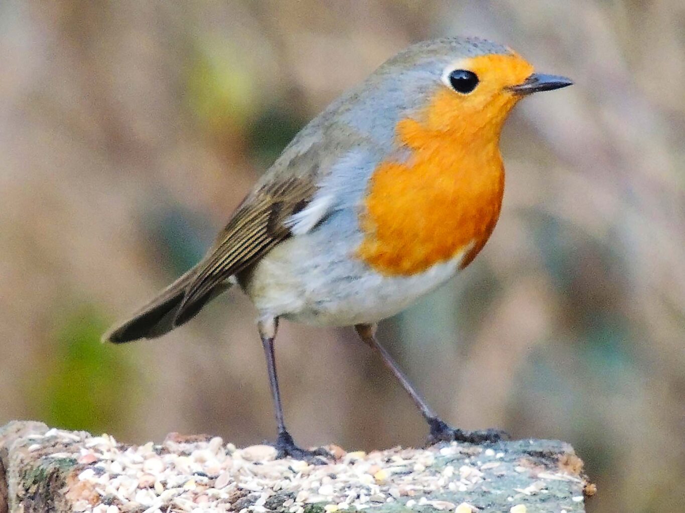 Farewell to the Flapping of Angels’ Wings